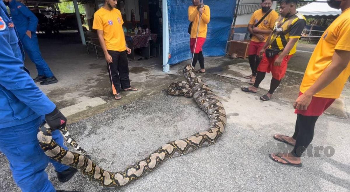 Anggota APM Marang menangkap ular sawa seberat 180 kilogram yang membaham dua ekor kambing di Kampung Bukit Rhu Rendang, Bukit Kor. FOTO AHMAD RABIUL ZULKIFLI