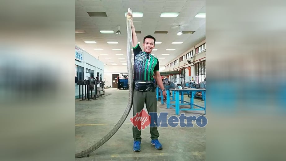 SAFIQ menunjukkan ular tedung selar sepanjang 4.27 meter yang ditangkapnya di IKBN Wakaf Tapai, Marang, hari ini. FOTO ihsan Safiq Mohamad.