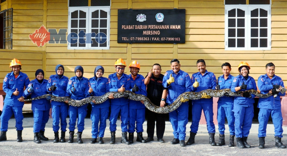ANGGOTA APM Mersing menunjukkan ular sawa seberat 100kg dan panjang tujuh meter yang ditangkap di Pekan Jemaluang, Mersing, semalam. FOTO Mohd Sah Muda.