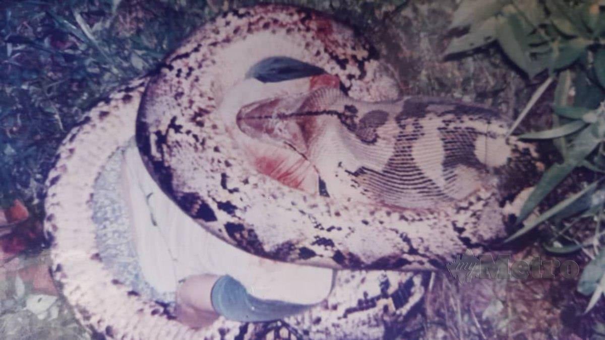 SEORANG lelaki maut ditelan ular sawa pada 1995. FOTO Ahmad Ismail