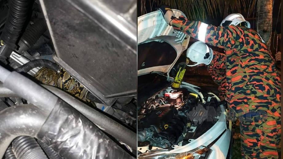 ANGGOTA bomba berusaha menangkap ular sawa yang memasuki bahagian enjin kereta di Taman Jaya 2, Temerloh, malam tadi. FOTO ihsan bomba 