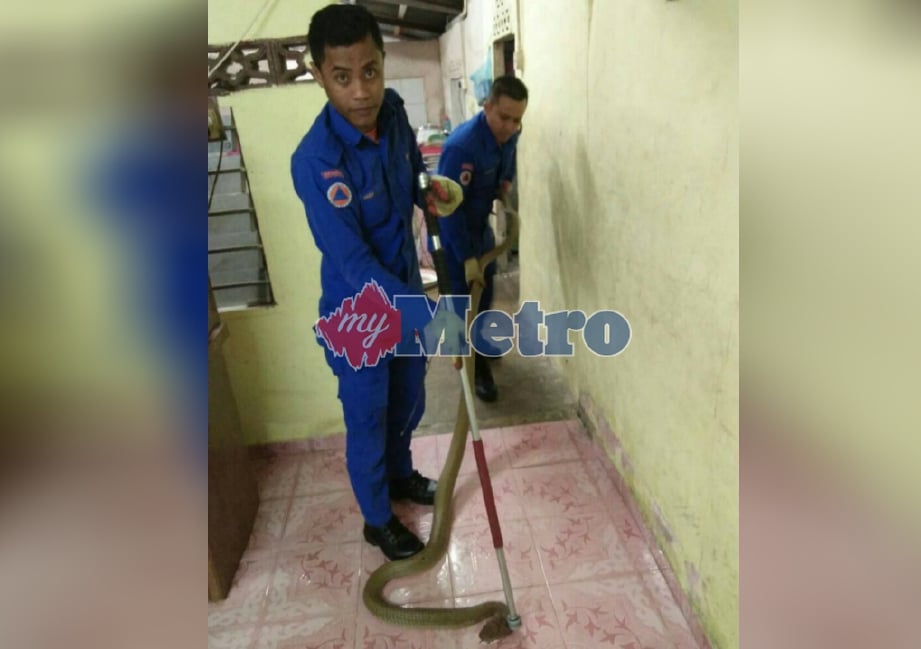 ANGGOTA APM menangkap ular tedung selar di rumah Kelesom di Kampung Sungai Limau, Baling. FOTO ihsan APM