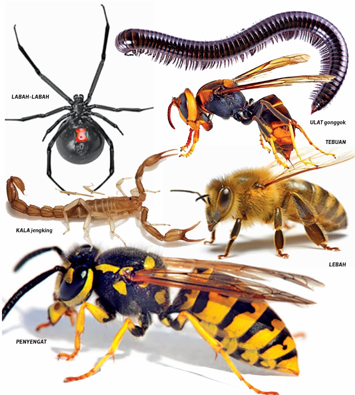 ORANG ramai perlu menyedari bahaya serta kesan gigitan pelbagai jenis serangga berbisa yang wujud di sekeliling.