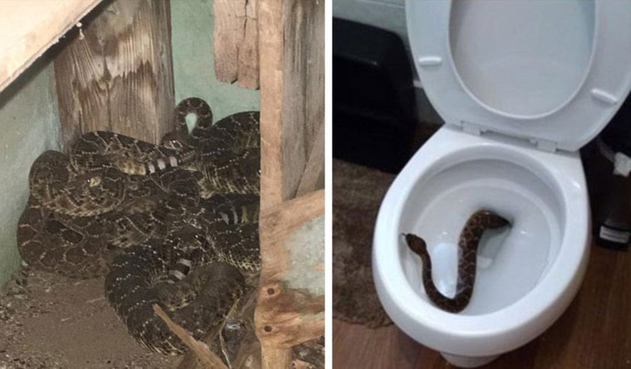 ULAR yang ditemui di rumah keluarga itu. Gambar kanan, ular yang ditemui Isac di dalam mangkuk tandas. FOTO Agensi