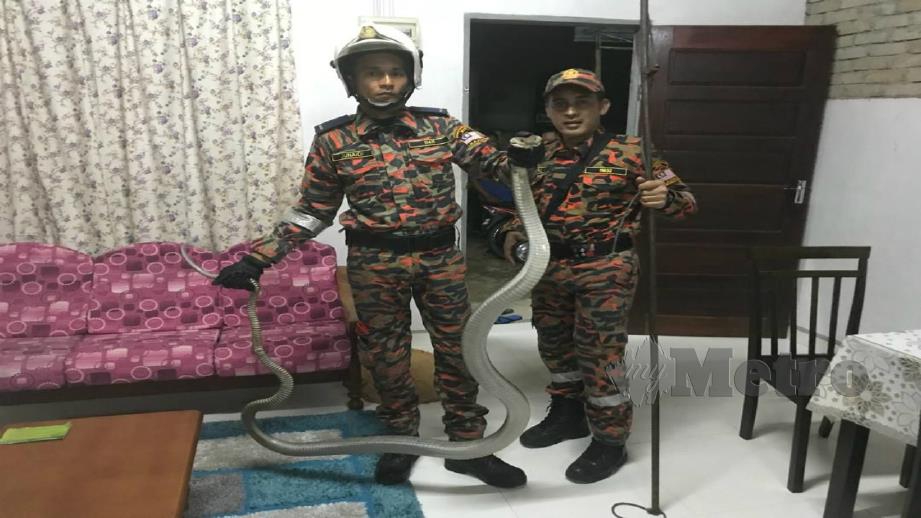  Anggota JBPM Kuala Terengganu menunjukkan ular tedung selar yang memasuki rumah penduduk di Kampung Pulau Manis, Serada. FOTO AHMAD RABIUL ZULKIFLI