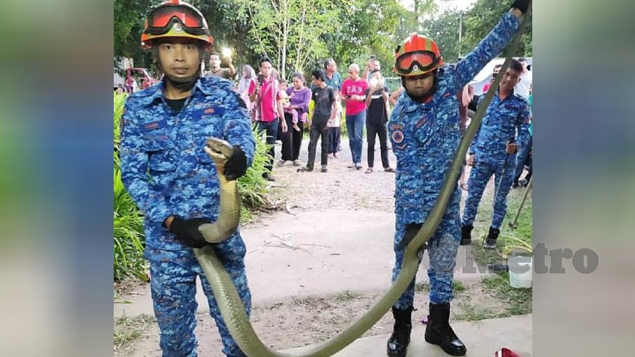 ANGGOTA APM Padang Terap menunjukkan ular tedung selar terbabit. FOTO Ihsan APM 