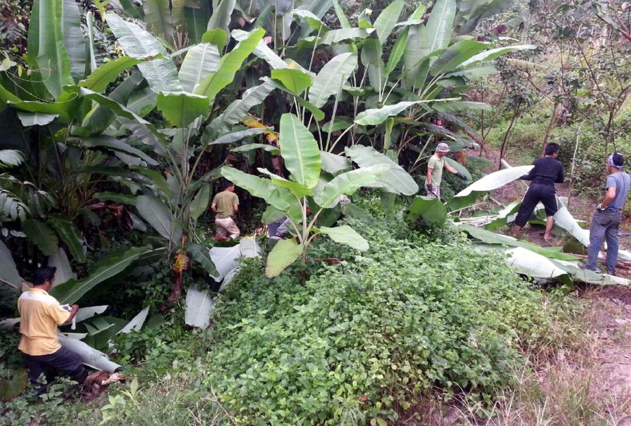 PENDUDUK kampung bergotong-royong menebang pisang hutan.