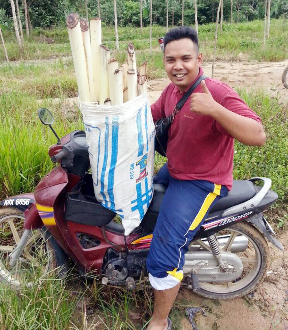 MOHAMAD Saiful bersama umbut pisang yang ditebang di Kampung Padang Chicar.