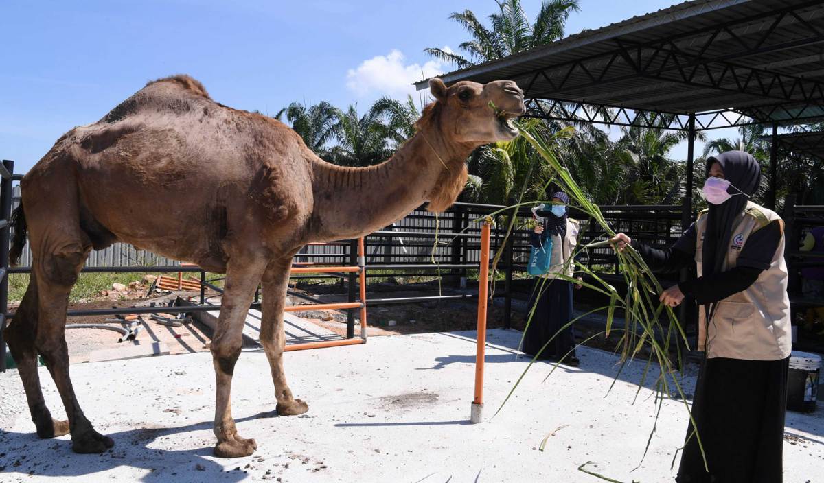 Ladang Ternakan Ummah Jamin Daging Halal