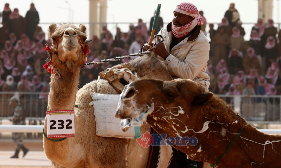 Peserta membawa untanya ke tempat pertandingan Festival Unta Raja Abdulaziz di Rimah Governorate, Riyadh. - Foto REUTERS