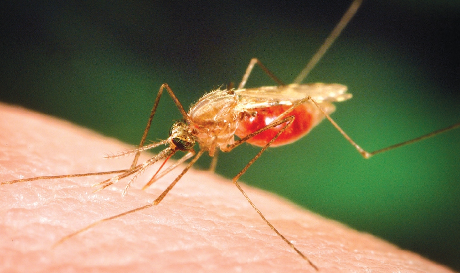 ELAKKAN daripada dijangkiti demam malaria.