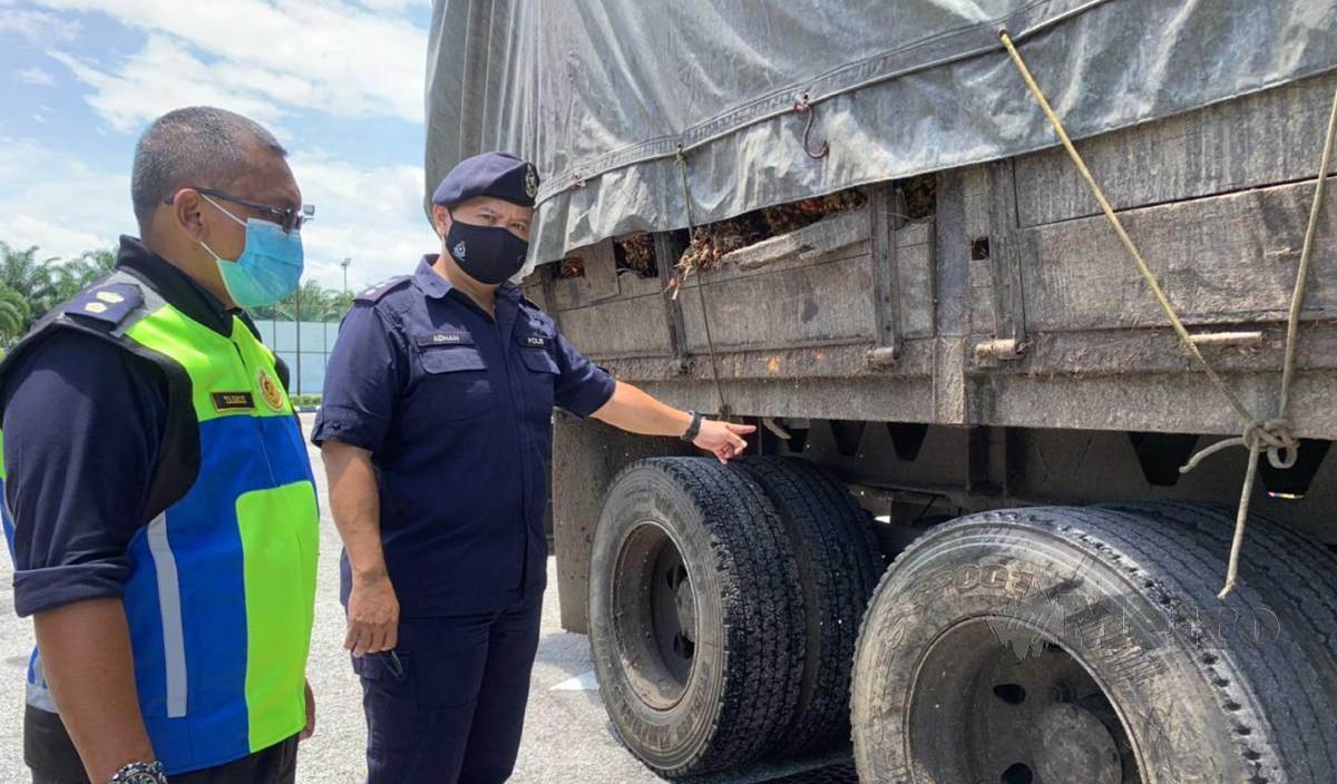 AHMAD Adnan (kanan) dan Ahmad Tarmizi menunjukkan keadaan uzur lori muatan sawit yang tiada cukai jalan lebih 12 tahun di IPD Hilir Perak. Foto Noor Hidayah Tanzizi