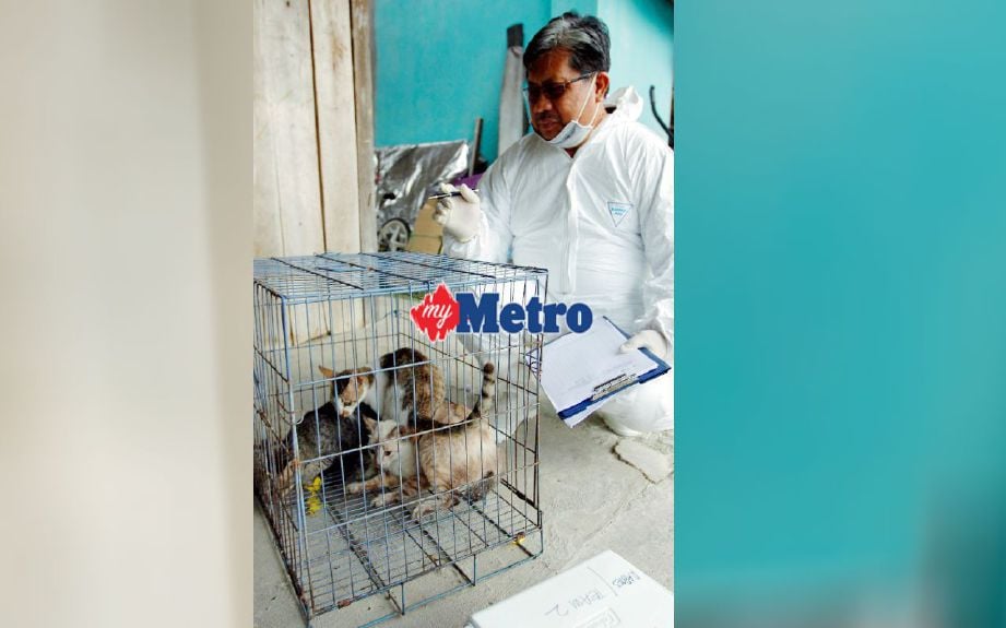 Pegawai Veterinar Jabatan Perkhidmatan Veterinar Sarawak memberi suntikan vaksin rabies kepada kucing peliharaan penduduk di Kampung Paon Rimo Serian. FOTO Mohd Radzi Bujang 
