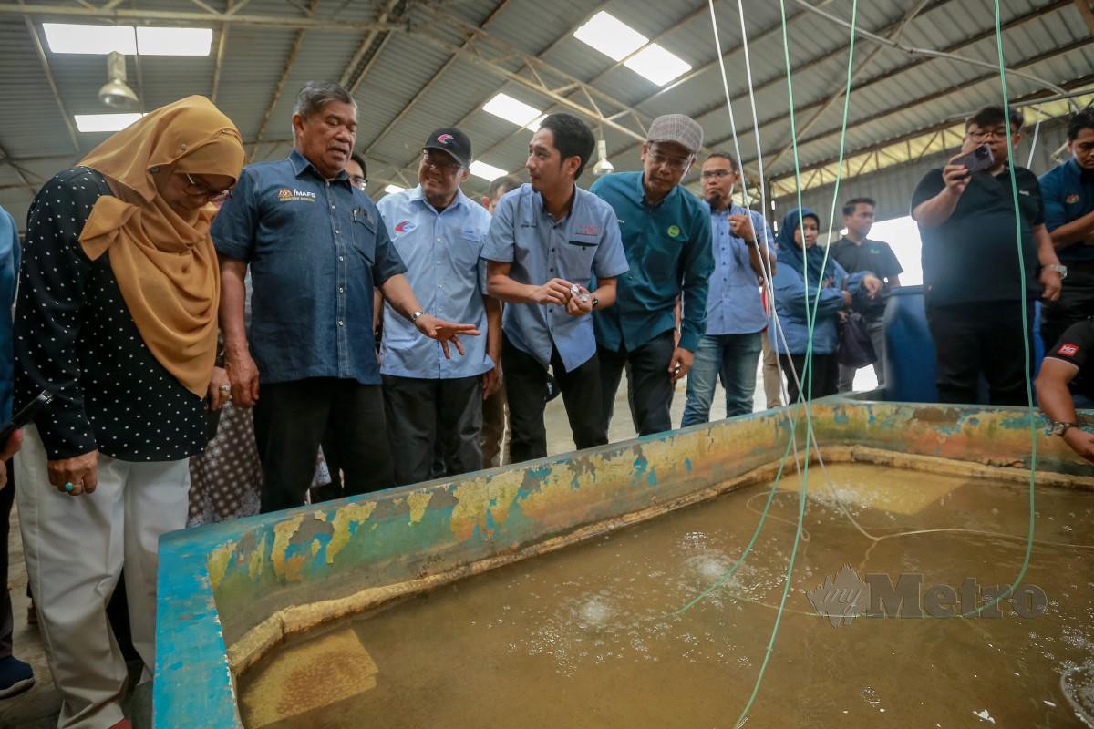 Mohamad Sabu hadir pada program Santai Akuakultur Menteri Pertanian dan Keterjaminan Makanan Bersama Media di Ladang Pembenihan dan Ternakan Ikan Air Tawar, Bestari Jaya. FOTO ASYRAF HAMZAH