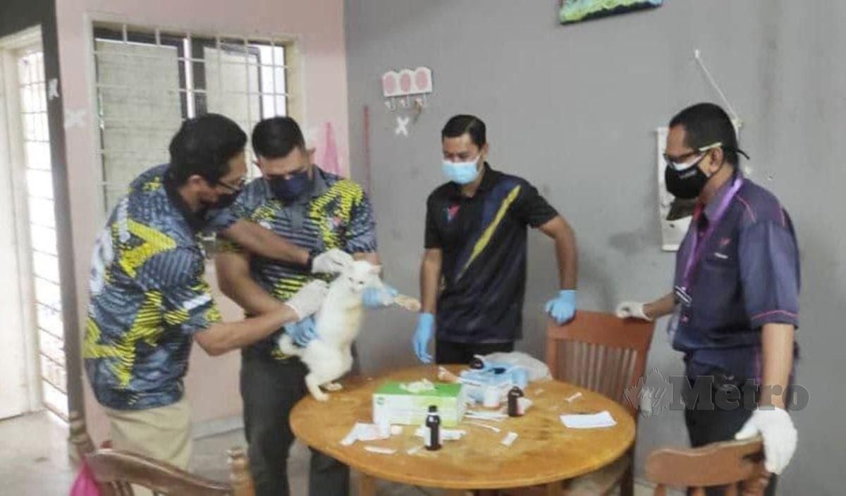 Kakitangan Jabatan Perkhidmatan Veterinar (JPV) Pahang memberi rawatan pada kucing Siti Endon Ismail di perumahan Kubang Buaya. FOTO MOHD RAFI MAMAT