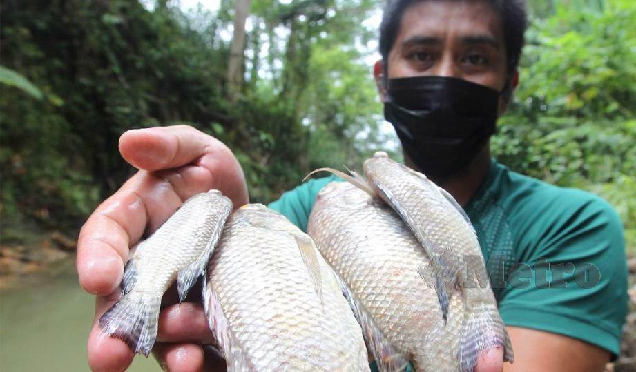 ASRI menunjukkan ikan yang mati akibat pencemaran Sungai Meru yang dipercayai kecuaian daripada pekerja kilang Kawasan Perindustrian Taman Meru, Ipoh . FOTO Sharul Hafiz Zam