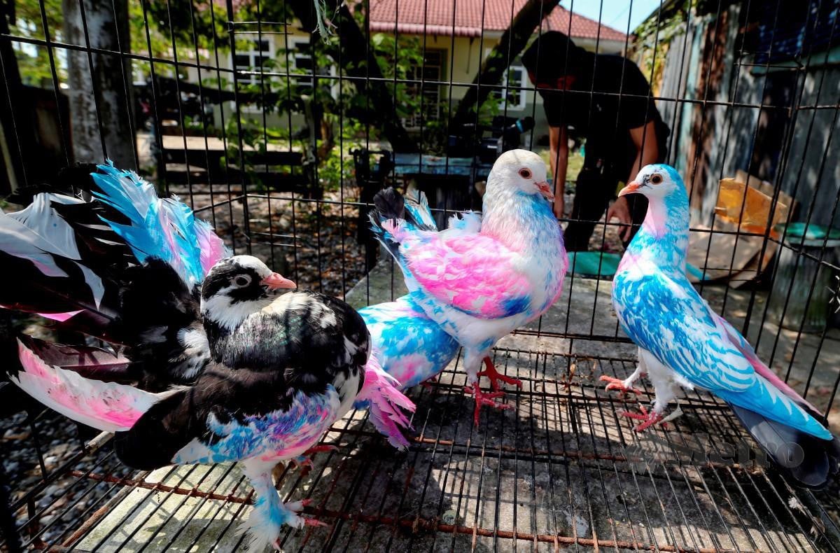 Sebahagian burung merpati yang digelar ‘Merpati Pelangi’ yang dijual Ismail ketika ditemui di Simpang Tiga, Kampung Kepulau hari ini. FOTO NIK ABDULLAH NIK OMAR