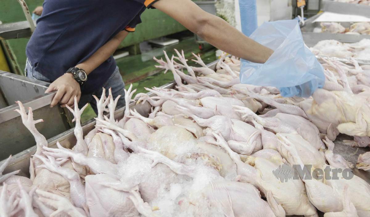 KPDN yakin langkah kerajaan menamatkan subsidi dan harga kawalan bagi ayam sepenuhnya bermula hari ini, tidak akan menyebabkan berlaku kenaikan harga bahan mentah itu pada masa depan. FOTO Aizuddin Saad