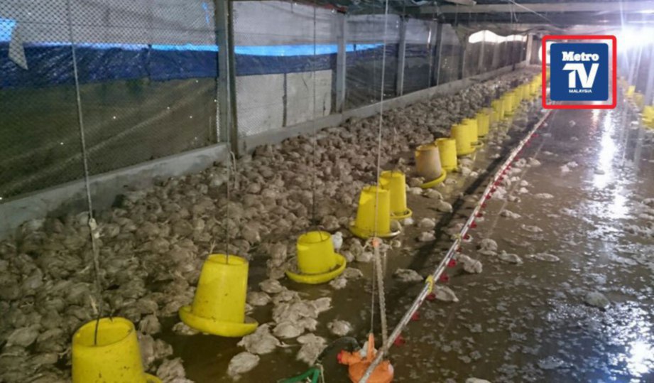 SEJUMLAH 18,000 ayam berusia 18 hari mati lemas dilanda bah. FOTO Mohd Shukor Amin