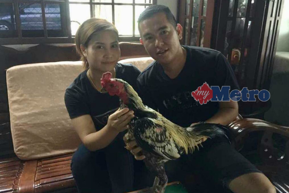 Reban Ayam Laga Malaysia