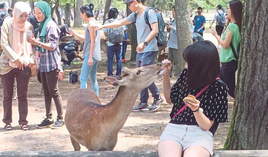  PELANCONG tidak melepaskan peluang memberi rusa jinak makan ketika mengunjungi bandar Nara.