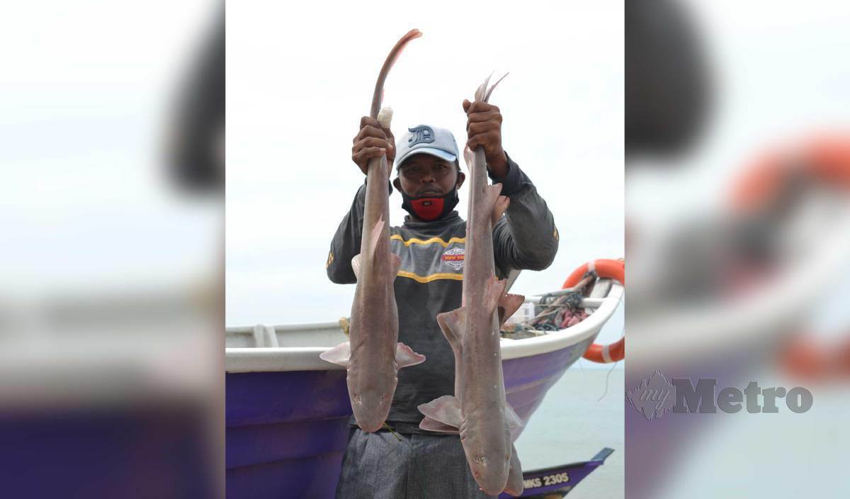 RAMLAN mempamerkan ikan yu bodoh yang ditangkapnya dengan menggunakan rawai di pangkalan nelayan Pengkalan Balak, Masjid Tanah. FOTO Hassan Omar
