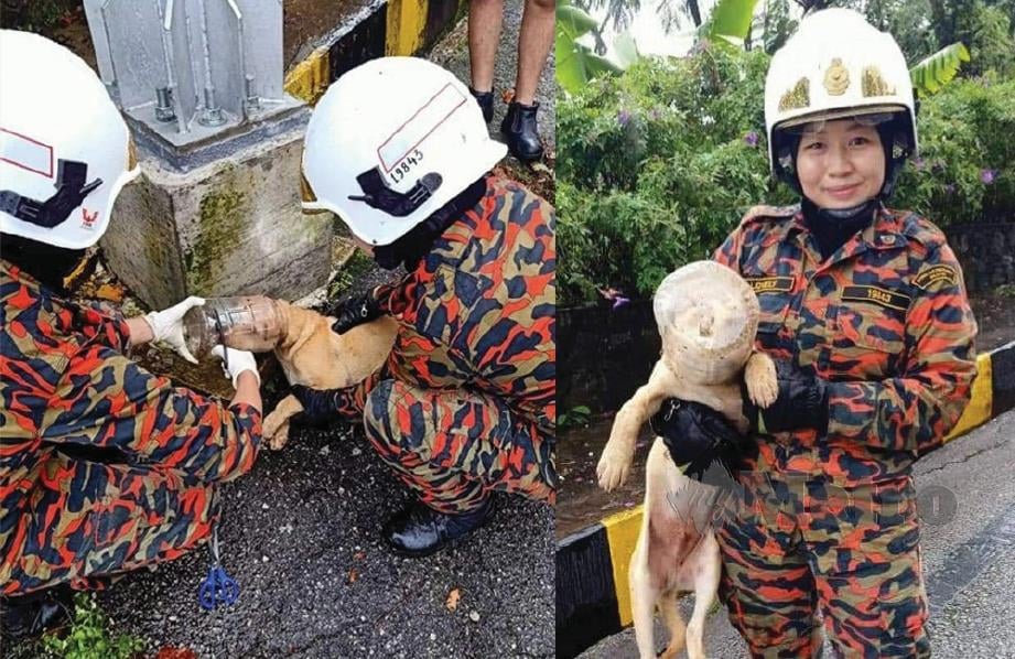Tindakan pantas dua anggota  bomba wanita menyelamatkan seekor anjing liar terperangkap dalam balang plastik. FOTO IHSAN BOMBA GENTING HIGHLANDS