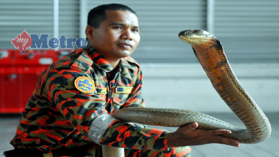 AKSI Abu Zarin mengendalikan ular tedung selar. FOTO ARKIB Nazirul Roselan