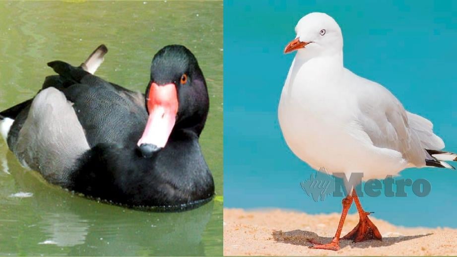 Itik `Rosy Billed Porchards’ dan burung Pergam Rawa antara yang akan diterima Zoo Taiping dari PCZG.