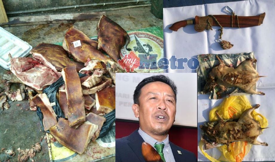 ANTARA daging pelbagai hidupan liar yang dirampas pihak PERHILITAN dari sebuah rumah di Senai, Johor.