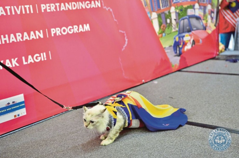 Meow comel berbaju Jalur Gemilang - Isu Semasa - Semasa - Forum 