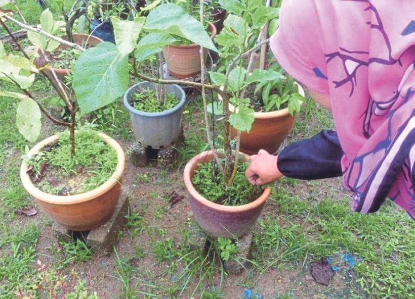 Bercakap dengan pokok  Harian Metro